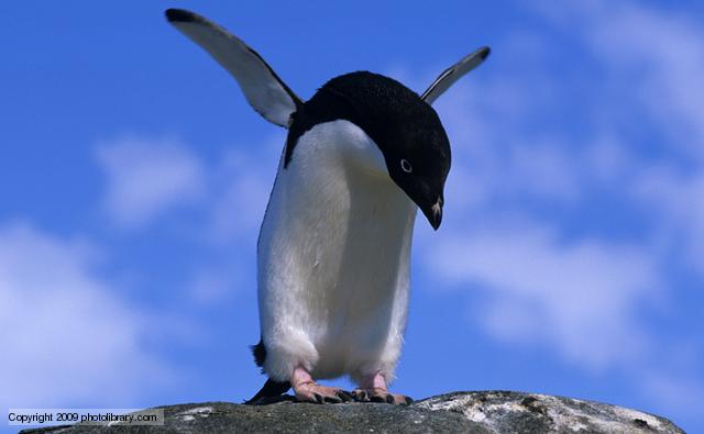 Adelie penguin