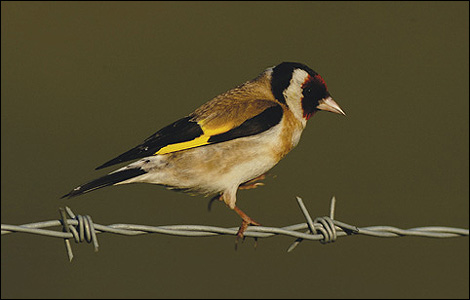 Goldfinch by Teesmouth Bird Club