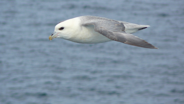 Claire Fleming from Edinburgh took this great shot while watching gulls race the ferry on a return visit from Orkney.