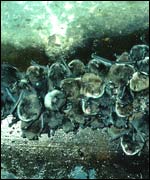 Pic: Daubenton bat colony by John Golds