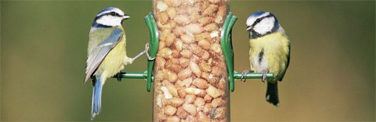Close-up of two Blue tits (Parus caeruleus) on a bird-feeder, a very common and charming visitor to gardens throughout Britain