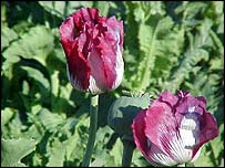 Papoula, de onde se produz a heroína