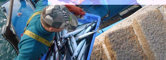 Fisherman with mackerel