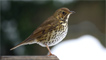 A song thrush by Leon SLR