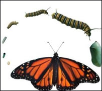 د پتنګانو ژوند