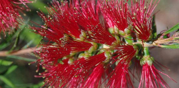 Callistemon