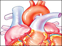 دانسان په بدن کې دوينې دوران