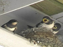 The fledgling swallows and parent