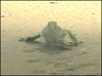 Filhote de tartaruga