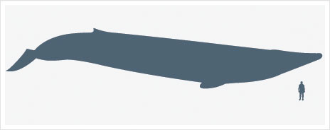 Graphic showing size of blue whale relative to human