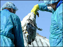 Vybíjení drůbeže