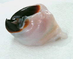 Beak of the Humboldt squid Dosidicus gigas. [Image © Science]