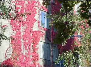 عکس از امير شجاعی 