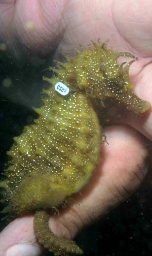 seahorsetag1.jpg