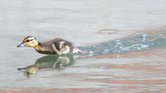 Duckling Running...