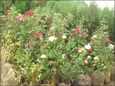 گلها، آماده فروش اند.