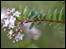Hebe Diosmifolia