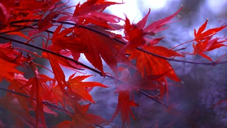 Masarnen siapaneaidd (Acer palmatium - Japanese Acer