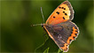 A small copper butterfly by Ashley Cohen