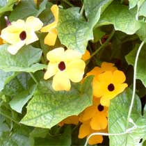 Black-eyed Susan