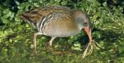 Water Rail, copyright owned by RSPB.
