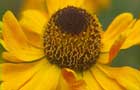 Helenium 'Goldfuch'