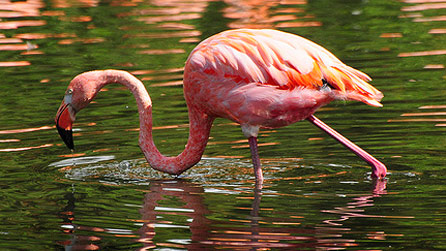 American / Caribbean Flamingo taken in Llanelli in August 2011. Image by Steve Greaves