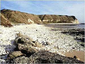 Bempton Cliffs (Image: English Nature and Peter Wakely)