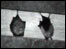 Bats