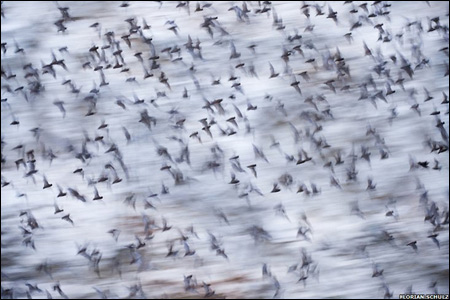 Летючі миші вилітають з печери в Мексиці