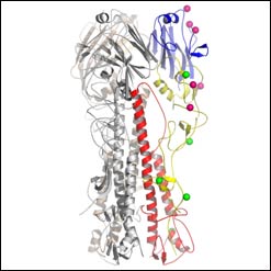 1918 Virus Haemagglutanin