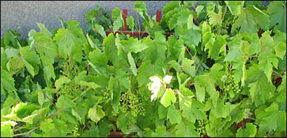 دتاکونو پڼه کول 