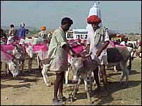 गधों का मेला