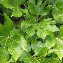 Fatsia japonica