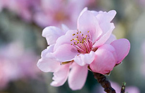 Peach blossom