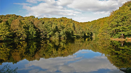 Gnoll country Park by stuart miller