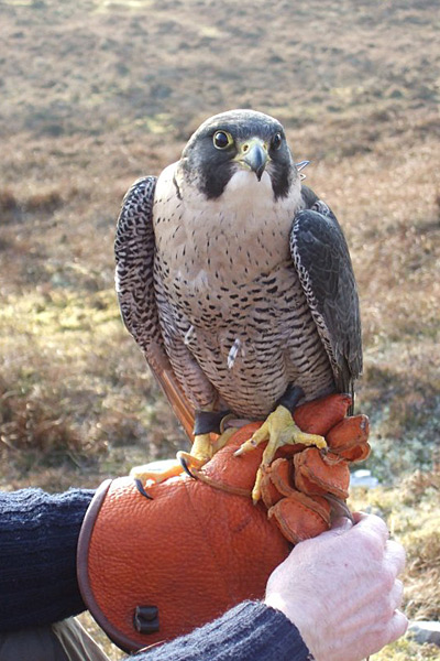 Susan Gass and Peter Archdale