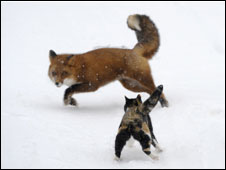 Кошка и лиса