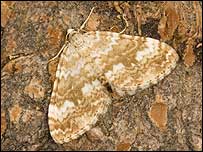 Sandy Carpet moth © Liz Cutting