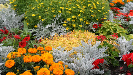 marigolds, cineraria, begonias, petunias, pelargoniums and oxalis
