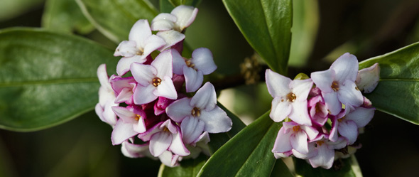 Daphne odora aureomarginata