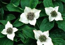 Cornus Canadiensis