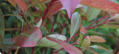 (image: photinia)