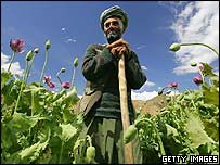 Afghanistan hiện sản xuất khoảng 87% lượng thuốc phiện trên toàn thế giới