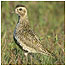 Migratory activities (Image: Golden Plover c/o RSPB Images/Chris Gomersall)