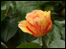 'The Tenacious' rose
