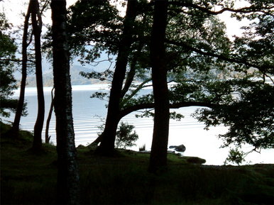 Reflective water behind trees
