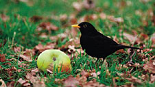 blackbird_rspb.jpg