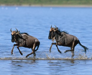 Wildebeest from the Nature Picture Library