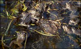 Frogs in a pond
